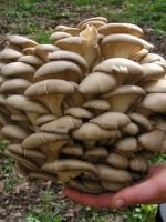 Как вырастить на даче грибы?  