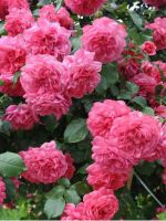 Какие розы самые неприхотливые и зимостойкие?