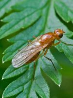 Морковная муха и борьба с ней