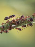 Борьба с муравьями на огороде народными средствами