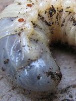Борьба с личинками майского жука на клубнике