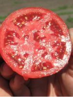 Как правильно собрать семена помидоров на рассаду?