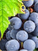 Обработка винограда осенью от болезней и вредителей