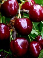 Обработка вишни осенью от вредителей и болезней