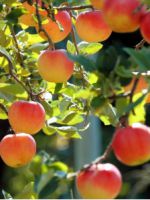 Обработка яблонь осенью от болезней и вредителей