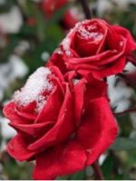 Чем укрыть розы на зиму, кроме лапника?