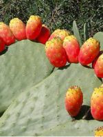 Съедобные плоды кактуса