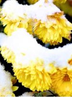 Нужно ли укрывать хризантемы на зиму?
