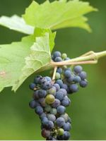 Как укрыть молодой виноград на зиму?
