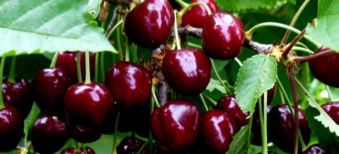 обработка вишни осенью от вредителей и болезней