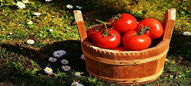 Как солить помидоры в бочке холодным способом