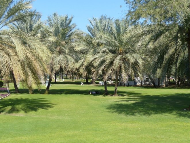 Зелень парка аль-Курм