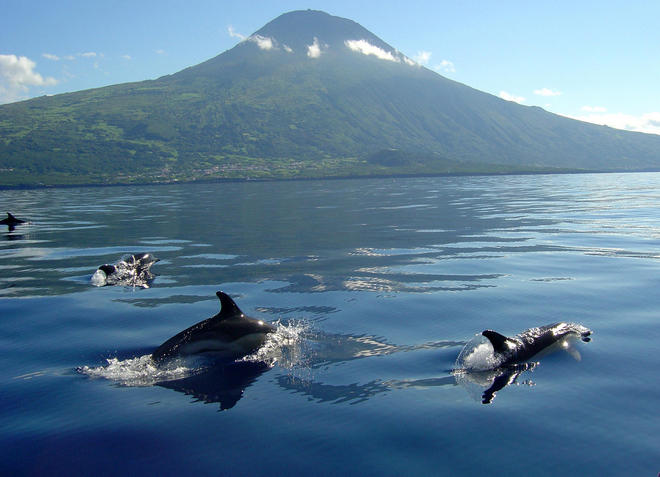 Маршруты китов и дельфинов