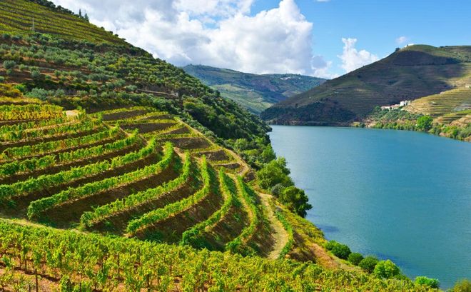 Виноградники на реке Дуэро, Португалия