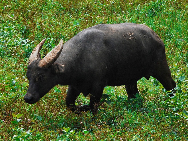 В Маунтс-Иглит-Бако охраняют буйволов-тамарау
