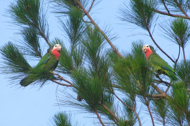 Багамские попугаи в парке