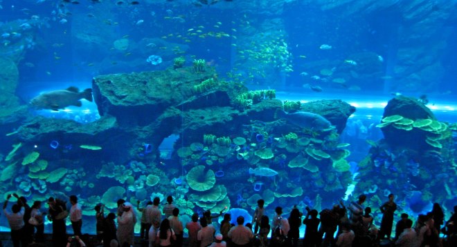 Дубай Молл аквариум