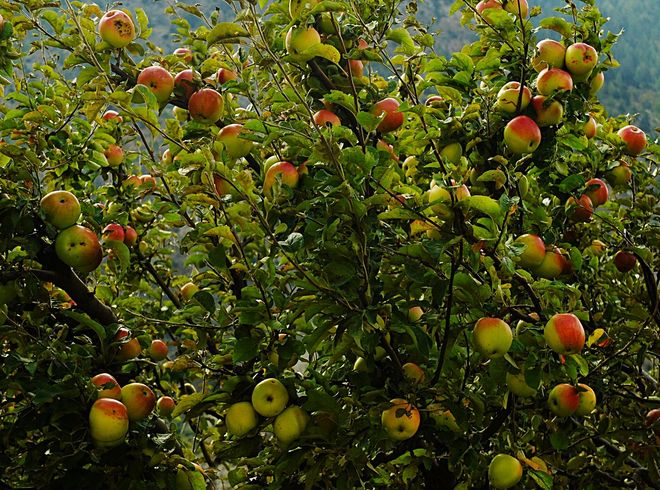 Яблоневый сад в Марфе