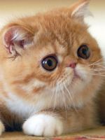 Экзотическая кошка – основные характеристики породы, существующие виды, особенности содержания и ухода