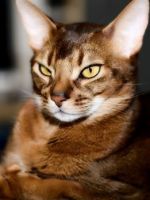 Абиссинская кошка – описание и история породы, существующие виды, особенности ухода и содержания животного