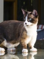 Кошка манчкин – описание породы и основные детали, касающиеся ухода и содержания