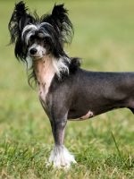 Китайская хохлатая собака – описание и история породы, основные разновидности и рекомендации по содержанию