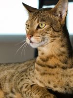 Кошка ашера – описание породы, история происхождения животного и особенности характера