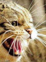 Бешенство у кошек – возможно ли заражение, основные причины и симптомы заболевания