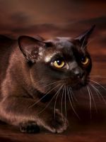 Бурманская кошка – описание и история породы, основные стандарты и особенности характера животного
