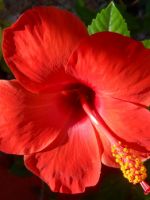 Почему гибискус цветок смерти – популярные народные приметы, связанные с этим растением