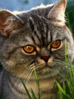 Породы кошек – какая есть международная классификация, самые популярные животные