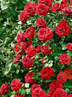 Роза Сантана – отличительные характеристики растения, рекомендации по посадке и уходу