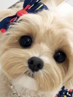 Собака мальтипу – особенности породы, ее размеры и цена щенка мини песика