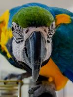 Говорящий попугай – почему попугаи говорят, какие породы легко обучить повторению слов?