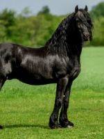 Фризская лошадь – характеристики породы, особенности характера, продолжительность жизни и история возникновения