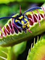 Венерина мухоловка – описание хищного растения, особенности посадки и ухода в домашних условиях