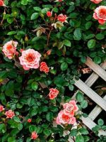 Плетистая роза – описание растения, использование в ландшафтном дизайне, какие есть сорта?
