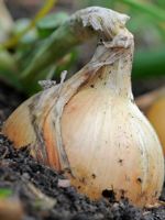 Лук эксибишен – выращивание из семян, когда сажать, описание овоща, как подготовить семена и землю
