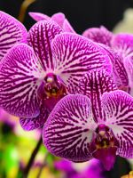 Цветок орхидея – как выглядит, какие есть цвета, особенности ухода после покупки, правила полива и пересадки