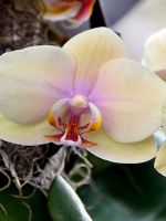 Как пересадить орхидею – когда и как часто нужно проводить процедуру и ее особенности