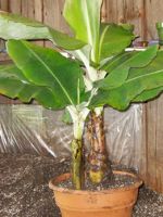 Банановое дерево – описание культуры, сколько раз дает плоды, как вырастить в домашних условиях?