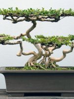 Дерево бонсай – что это такое, можно ли держать дома, какое дерево выбрать, правильный горшок и грунт