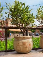 Оливковое дерево – описание, как выглядит и цветет, как правильно посадить и ухаживать?