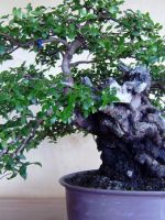 Миртовое дерево – описание, как правильно посадить и ухаживать в домашних условиях?
