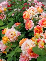 Розы шрабы – что это такое, как выглядят, основные виды, как правильно посадить?