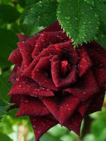 Роза «Черная магия» – основные характеристики, правила посадки, ухода, размножения и пересадки