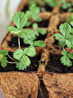 Как вырастить землянику из семян – как собрать посадматериал и подготовить его, особенности посева