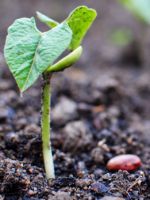 Выращивание фасоли – когда и где проводить посадку, подготовка бобов, особенности выращивания