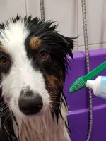 Чистка зубов собаке – нужно ли проводить подобные процедуры, как приучить питомца к чистке?