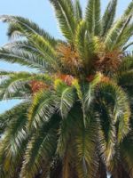 Финиковая пальма – как выглядит, цветет и насколько быстро растет, можно ли вырастить из косточки?
